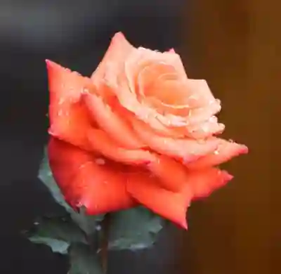 올리브영 앱 설치 바로가기 | 어플 무료 다운로드 방법 총정리